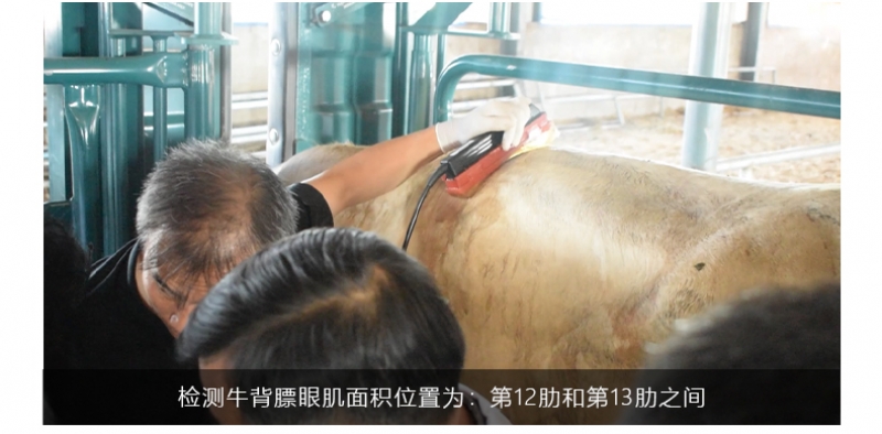 背膘仪可以测牛眼肌面积吗，如何检测？